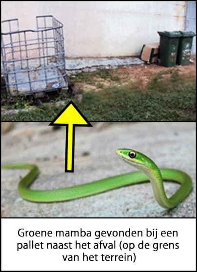 Een groene Mamba-slang gevonden bij een metalen pallet en afvalbakken, naast het werkterrein