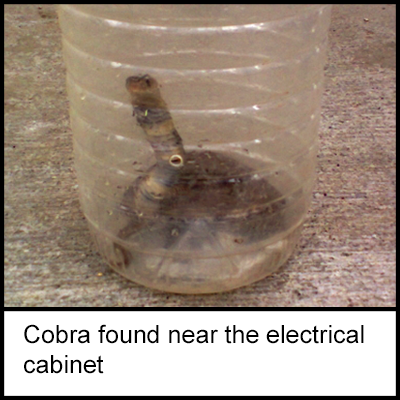 A cobra placed in a plastic cylinder container, found near the electrical cabinet on the work site. 