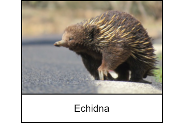 Echidna