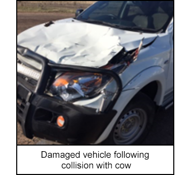 Damaged vehicle following collision with cow