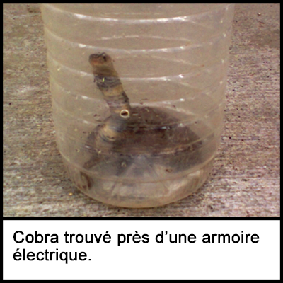 Un cobra dans un fût en plastique trouvé près d’une armoire électrique sur un chantier.  