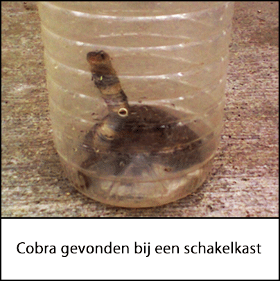 Een cobra in een plastic bak, gevonden in de buurt van een schakelkast op het terrein 