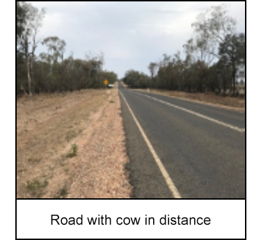 Road with cow in distance