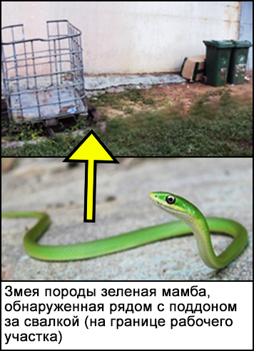 Змея породы зеленая мамба, обнаруженная рядом с металлическим поддоном и корзинами у рабочего участка