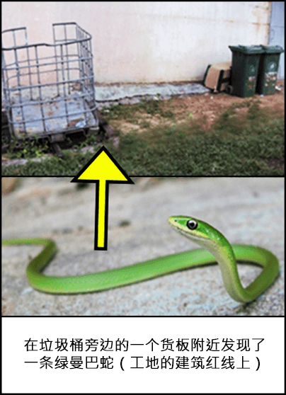 在工地旁的金属货板和垃圾箱附近发现一条绿曼巴蛇