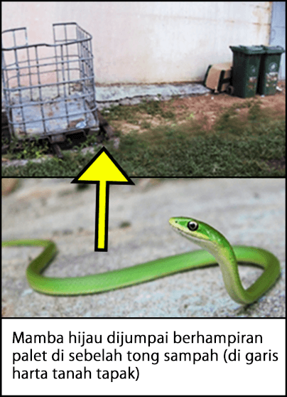 Seekor ular Mamba berwarna hijau dijumpai berhampiran palet logam dan tong sampah, di sebelah tapak kerja