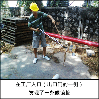 一名戴着黄色安全帽的工人，使用捡垃圾的工具移走了在工地入口处发现的眼镜蛇 