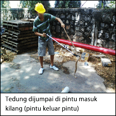 Seorang pekerja memakai topi keras berwarna kuning, menggunakan pemetik sampah untuk membawa seekor ular tedung yang terdapat di pintu masuk tapak