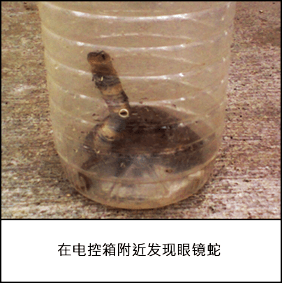 在工厂的电控箱附近的筒形塑料瓶中发现了一条眼镜蛇