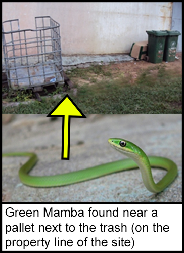 A green Mamba snake found near a metal pallet and bins, beside the work site.
