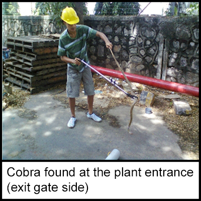 A worker wearing a yellow hard hat, using a litter picker to carry a cobra found on the site entrance. 