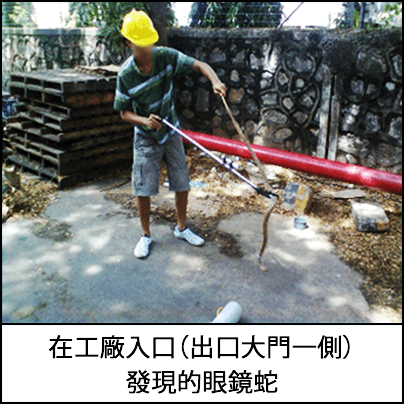 一名戴著黃色安全帽的工人，使用垃圾收集器移走了現場入口處發現的眼鏡蛇 