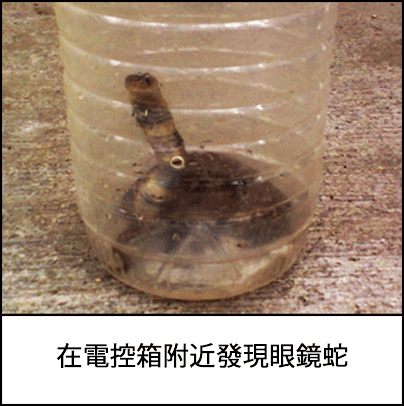 在工廠的電控箱附近發現有一條眼鏡蛇出現在了塑膠圓筒容器中 