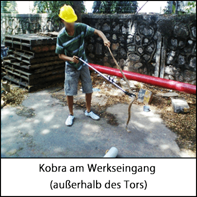 Arbeiter mit gelbem Schutzhelm, der eine am Geländeeingang entdeckte Kobra mit einem Aufheber trägt