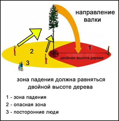 Схема, показывающая расположение работника в опасной зоне падающего дерева