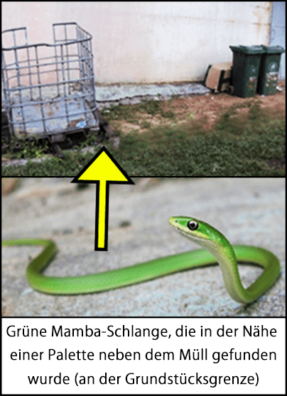 Grüne Mamba-Schlange, die in der Nähe einer Palette neben dem Müll gefunden wurde (an der Grundstücksgrenze)