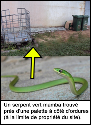 Un serpent vert mamba trouvé près d'une palette métallique et d'une caisse, à côté du chantier. 