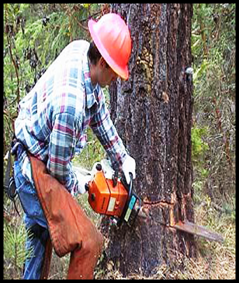 An employee wearing a protective red hat and white gloves is using a handheld saw to make a cut in the bottom of a tree trunk.  